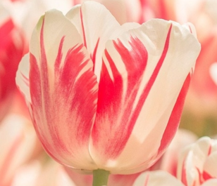Sorbet Tulip Bulbs