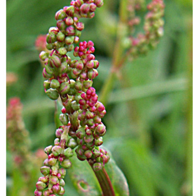 Sorrel, Common (Rumex acetosa) Plant