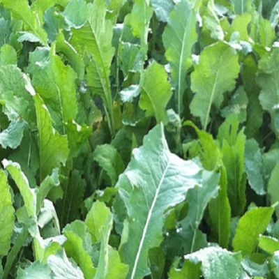 Sparta Forage Rape - Boston Seeds