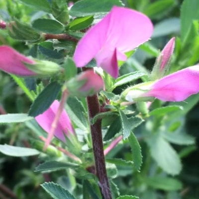 Spiny Restharrow