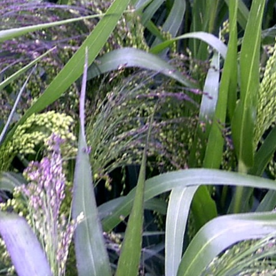 Tanka Millet Mix