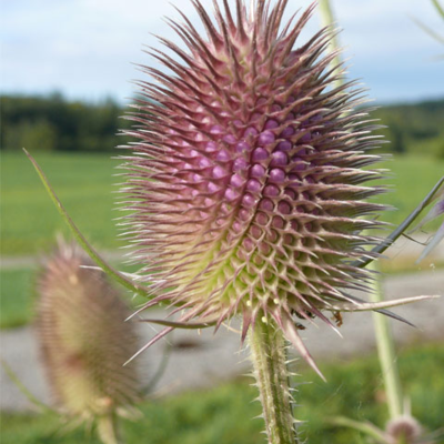 Teasel (Dipsacus fullonum) Plant