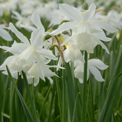 Thalia Narcissi Bulbs