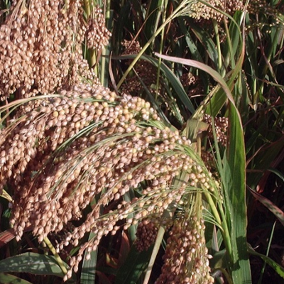 Top Flush Millet Mix