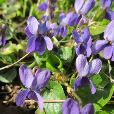 Violet, Sweet Purple (Viola odorata) Plant