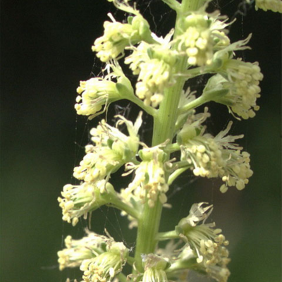 Weld (Reseda luteola) Plant