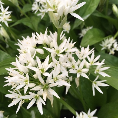 BS Wild Garlic Bulbs (Allium ursinum)