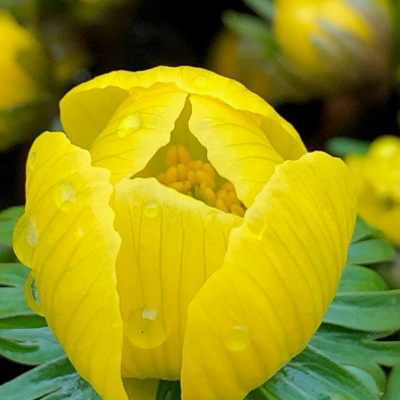 BS Winter Aconites Bulbs (Eranthis hyemalis)