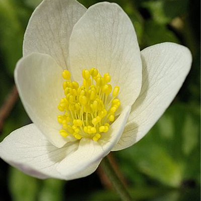 BS Wood Anemone Rhizomes (Anemone nemorosa)