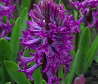 Purple Sensation Hyacinth Bulbs