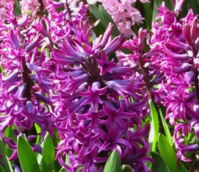 Woodstock Hyacinth Bulbs