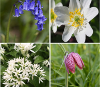 Spring Beauty Wildflower Bulb Collection