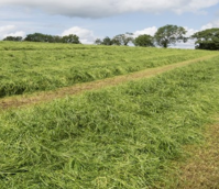 BS Aber High Sugar Grass - Long Term Multi Cut (Without Clover) - Long Term Ley 5+ Years
