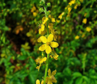 Agrimony, Common (Agrimonia eupatoria) Plant