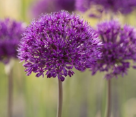 Purple Sensation Allium Bulbs