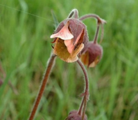 Avens, Water (Geum rivale) Plant