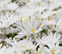 Blanda White Splendour Anemone Bulbs
