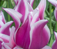 Ballade Tulip Bulbs