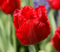 Crystal Beauty Tulip Bulbs