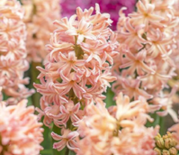Gipsy Queen Hyacinth Bulbs