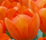 Orange Balloon Tulip Bulbs