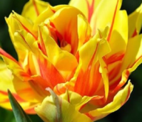 Monsella Tulip Bulbs