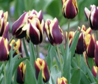 Gavota Tulip Bulbs