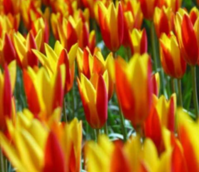 Giuseppe Verdi Tulip Bulbs
