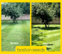 BS Spring & Summer Lawn and Sportsfield Fertiliser 11.5.5