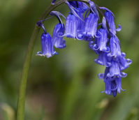 Bluebell (Hyacinthoides non-scripta) Plants