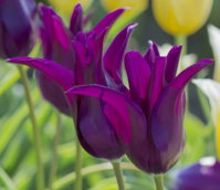 Burgundy Tulip Bulbs