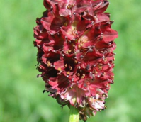 Burnet, Great (Sanguisorba officinalis) Plant - Boston Seeds
