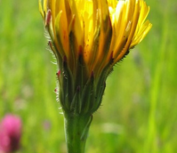 Cat's-ear, Common (Hypochaeris radicata) Plant