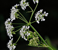 Cow Parsley (Anthriscus sylvestris) Seeds