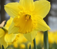 Standard Daffodil