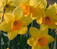 Fortune Daffodil Bulbs
