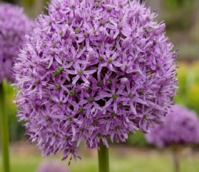 Gladiator Allium Bulbs
