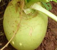 Green Globe, Turnip