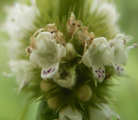 Gypsywort (Lycopus europaeus) Seeds