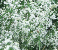 Bedstraw, Hedge (Galium mollugo) Plant