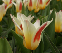 Johann Strauss Tulip Bulbs