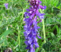 Vetch, Tufted (Vicia cracca) Seeds