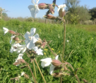 Campion, White (Silene alba) Plant