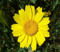 Marigold, Corn (Chrysanthemum segetum) Seeds