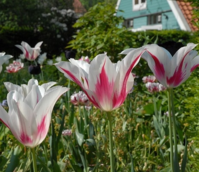 Marilyn Tulip Bulbs
