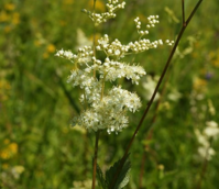 Meadowsweet (Filipendula ulmaria) Seeds