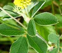 Black Medick (Yellow Trefoil) Seed (Medicago lupulina)