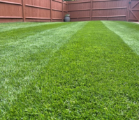 BS Slow Release Lawn Fertiliser 20.6.8 (6 month)