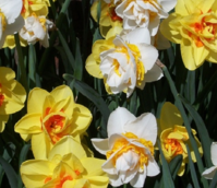 Mixed Double Narcissi