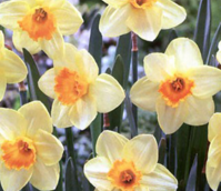 Lotherio Daffodil Bulbs